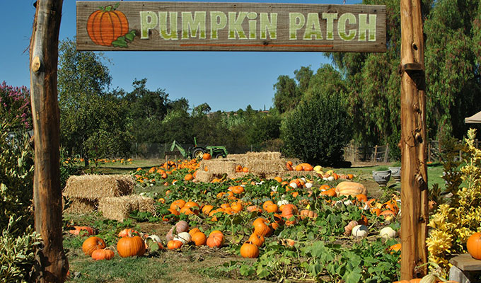 nashville area pumpkin patches