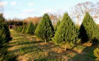 Christmas Tree Adventure - Tree Farm in Hendersonville TN Christmas Tree Adventure - Tree Farm in Hendersonville TN