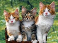 The Purr Factory - loving kittens