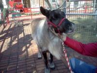 Live reindeer at Cheekwood Gardens in Nashville See live reindeer at Cheekwood Gardens