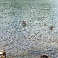 Ducks at Shutes Branch Recreation Area
