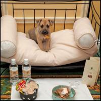 Pampered Pets at the Hermitage Hotel in Nashville