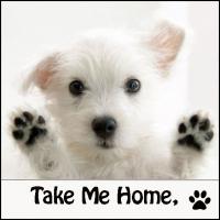 Adopt a pet in Nashville and middle Tennessee