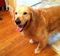 tennessee golden retriever rescue middle tennessee golden retriever rescue nashvillelife tennessee golden retriever rescue middle tennessee golden retriever rescue nashvillelife