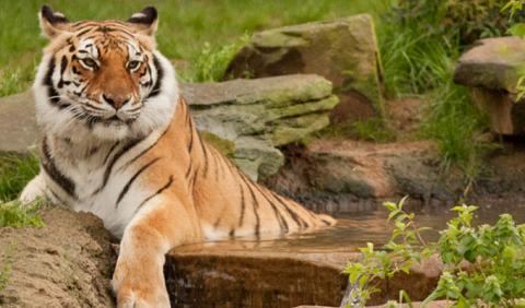 Nashville Zoo Large Tiger at the Nashville Zoo