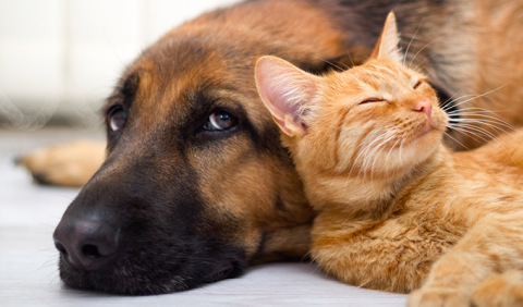 Pet Adoptions in Nashville and Middle Tennessee Dog and kitty available for adoptions in Nashville and Middle Tennessee