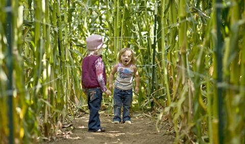 Best Corn Mazes in Nashville and Middle Tennessee Kids playing in a corn maze in Nashville Tennessee