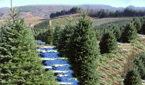 Nashville area Christmas Tree Farms