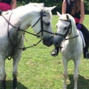 Horseback Riding, Riding Lessons, Horses, Stables,Horse Trails,Trail rides