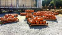 Mrs. B's Pumpkin Patch