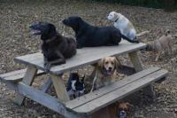 My Second Home Pet Resort My Second Home Pet Resort