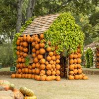 Featuring the NEW Marigold River, Harvest NIGHTS, and 100,000 pumpkins!
