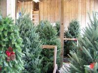 Country Cove Christmas Tree Farm 