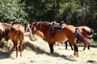 Horseback riding at Juro Stables in Mt Juliet Tennessee