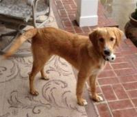 Middle Tennessee Golden Retriever Rescue Middle Tennessee Golden Retriever Rescue