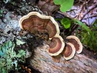 Wild About Fungus