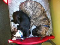 Dogtopia Dogtopia