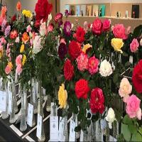 The Nashville Rose Society’s 2025 Music City Rose Show will be held in the beautiful setting of Cheekwood Estate & Gardens. 