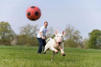 Brentwood Dog Park at Tower Park