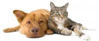 Nashville Pet Emergency Clinic Nashville Pet Emergency Clinic