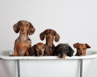 All American Dachshund Rescue