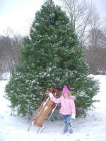 Live Christmas Trees from Treeland in Watertown TN