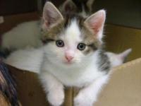 The Purr Factory -Adopt a Kitten