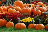 Pumpkin patches at Cheekwood Gardens