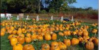 Shuckle's Corn Maze & Pumpkin Patch