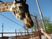 Feed the animals at Tennessee Safari Park