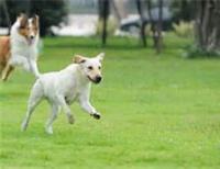 Brentwood Dog Park at Tower Park