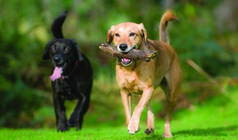 Nashville's Best Dog Parks Dog Friends loving a Nashville area dog park