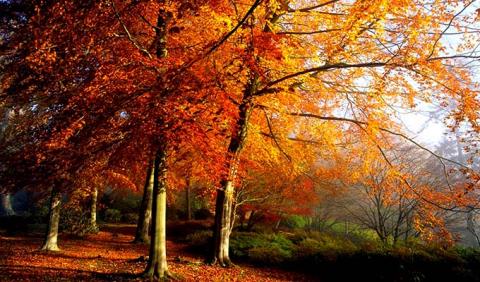 Kids playing in fall leaves in Nashville Tennessee