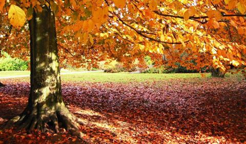 Nashville Parks are beautiful with Fall Colors