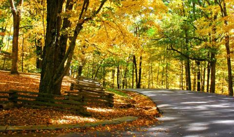 Nashville Fall Colors