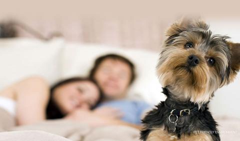 Nashville's Best Pet Friendly Hotels