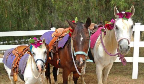 Horseback Riding in Nashville and middle Tennessee