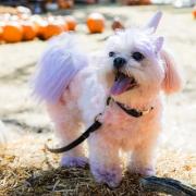 Calling all costumed canines!