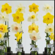 This annual show is hosted by The Middle Tennessee Daffodil Society, approved by the American Daffodil Society.