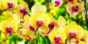 Orchids at Cheekwood