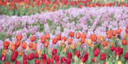 Get a head start on your Spring garden with bulbs that will bloom next year