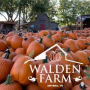 Walden Pumpkin Patch
