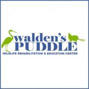 Walden’s Puddle