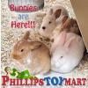 Bunnies are Back at Phillips Toy Mart in Nashville